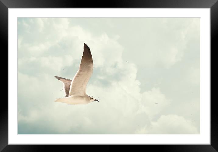 Gull soaring in the clouds Framed Mounted Print by Regis Yaworski