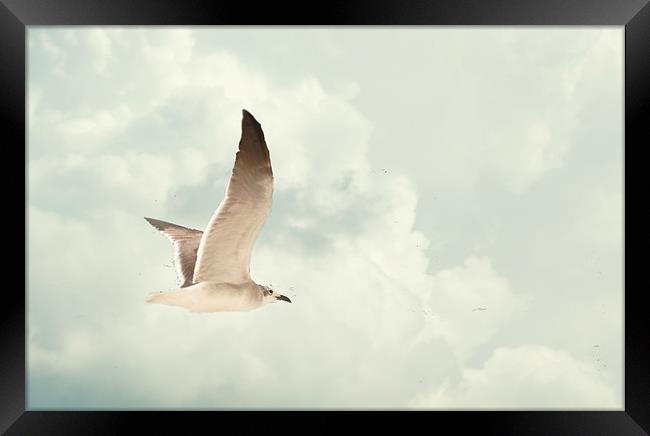 Gull soaring in the clouds Framed Print by Regis Yaworski