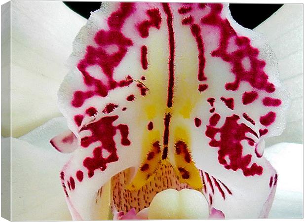 1109-beautiful orchid Canvas Print by elvira ladocki