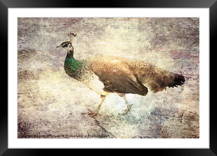 Peahen takes a Stroll Framed Mounted Print by Jacqui Kilcoyne