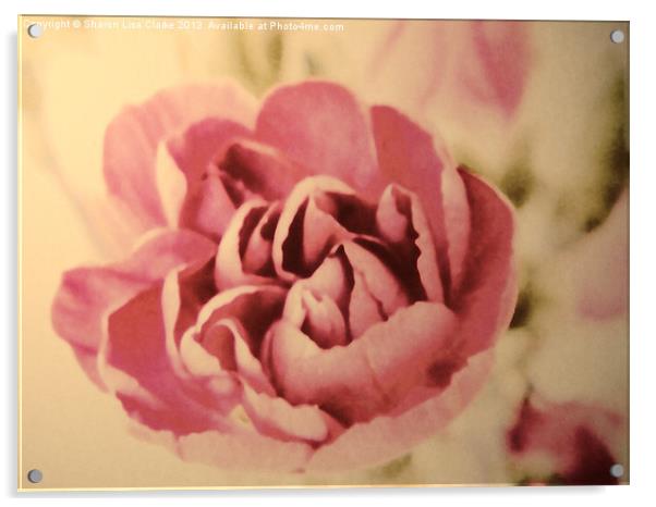 Vintage Pink Acrylic by Sharon Lisa Clarke