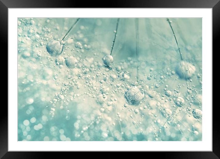 Dandy Rain Framed Mounted Print by Sharon Johnstone
