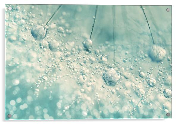 Dandy Rain Acrylic by Sharon Johnstone