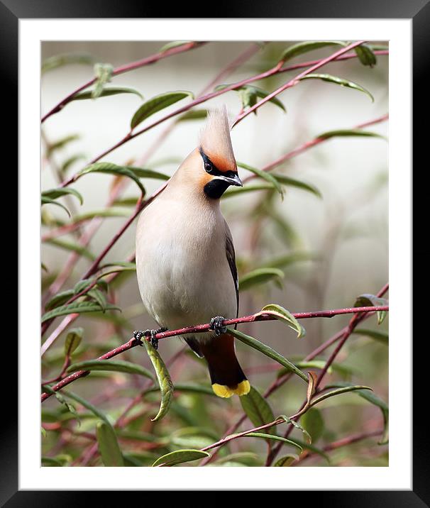 Waxwing Framed Mounted Print by Grant Glendinning