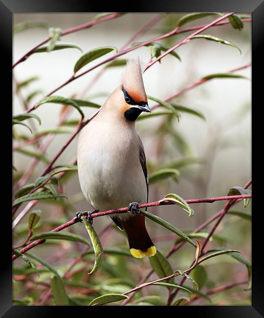 Waxwing Framed Print by Grant Glendinning