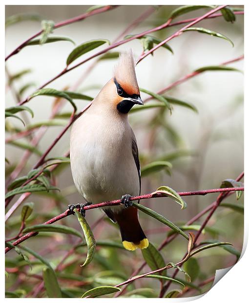 Waxwing Print by Grant Glendinning