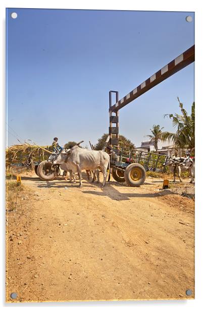 Bullock cart congestion Railway junctions hinte Acrylic by Arfabita  