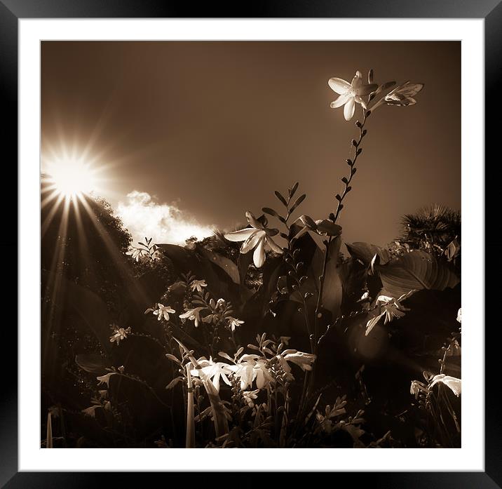 Sunflair Framed Mounted Print by Paula Puncher