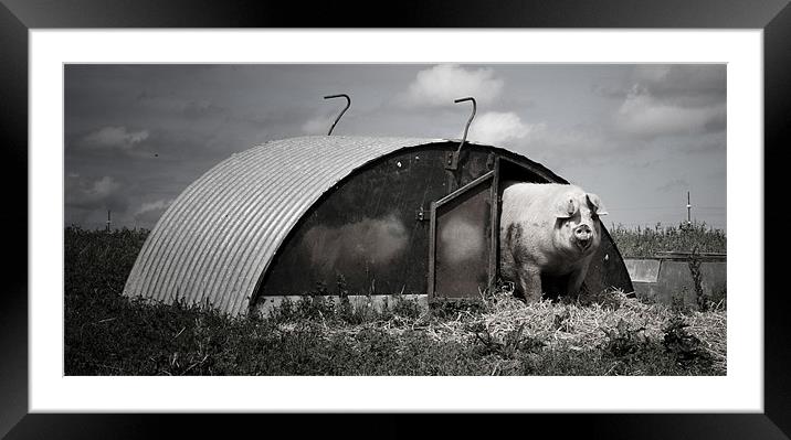 This little piggy Framed Mounted Print by Paula Puncher