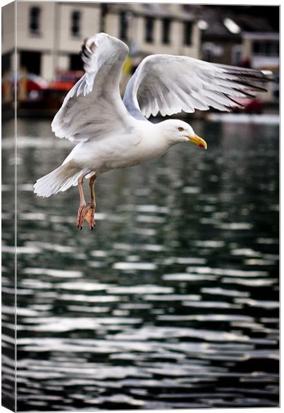 Seagull in Fight Canvas Print by Paula Puncher