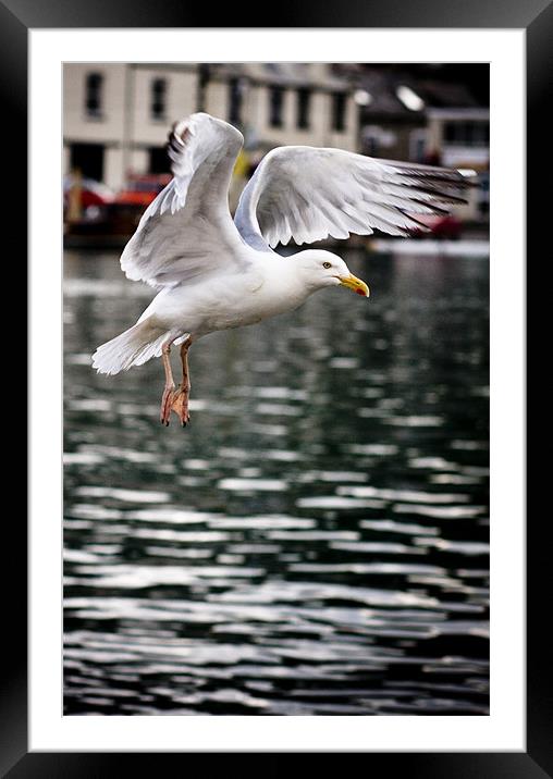 Seagull in Fight Framed Mounted Print by Paula Puncher