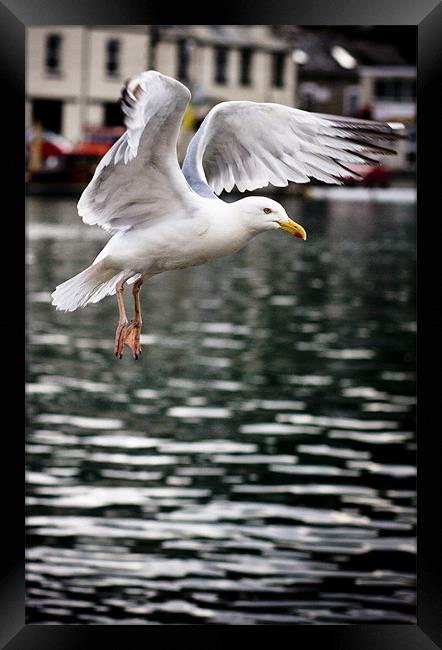Seagull in Fight Framed Print by Paula Puncher