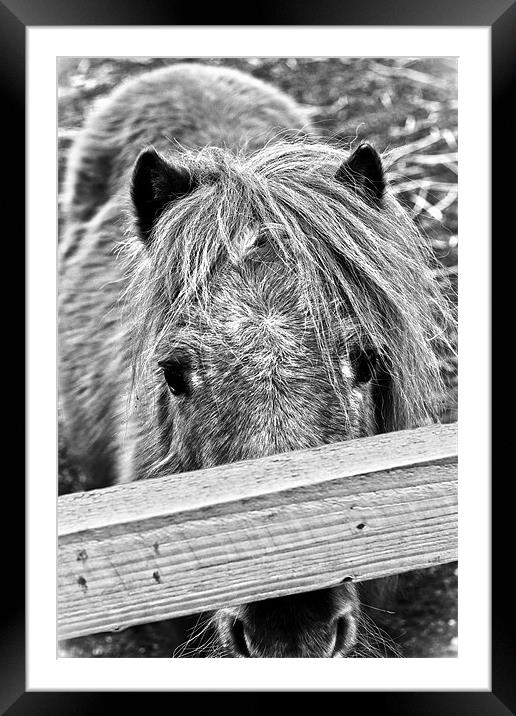 Lonley Pony Framed Mounted Print by Jamie Moffat
