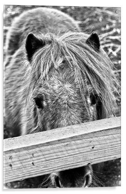 Lonley Pony Acrylic by Jamie Moffat
