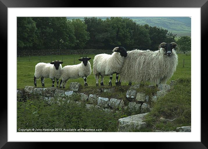 Sheep on Hadrians Wall Framed Mounted Print by John Hastings