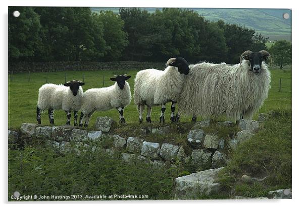 Sheep on Hadrians Wall Acrylic by John Hastings