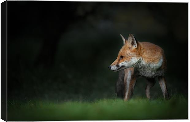 Red Fox Canvas Print by Natures' Canvas: Wall Art  & Prints by Andy Astbury