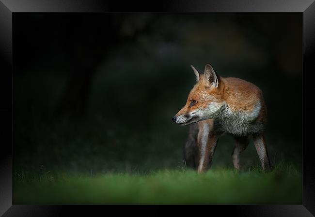 Red Fox Framed Print by Natures' Canvas: Wall Art  & Prints by Andy Astbury
