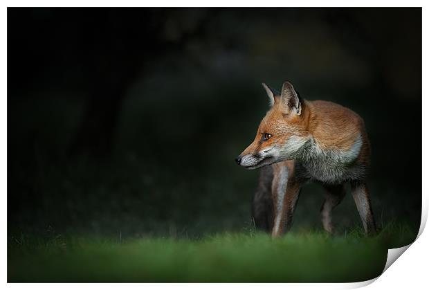 Red Fox Print by Natures' Canvas: Wall Art  & Prints by Andy Astbury