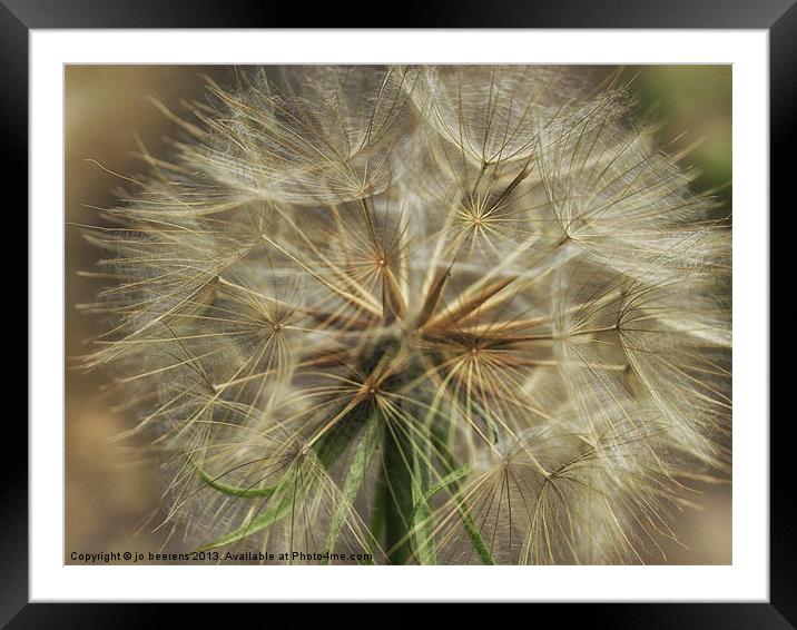 goatsbeard macro Framed Mounted Print by Jo Beerens