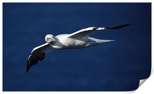 Northern Gannet Print by Maria Gaellman