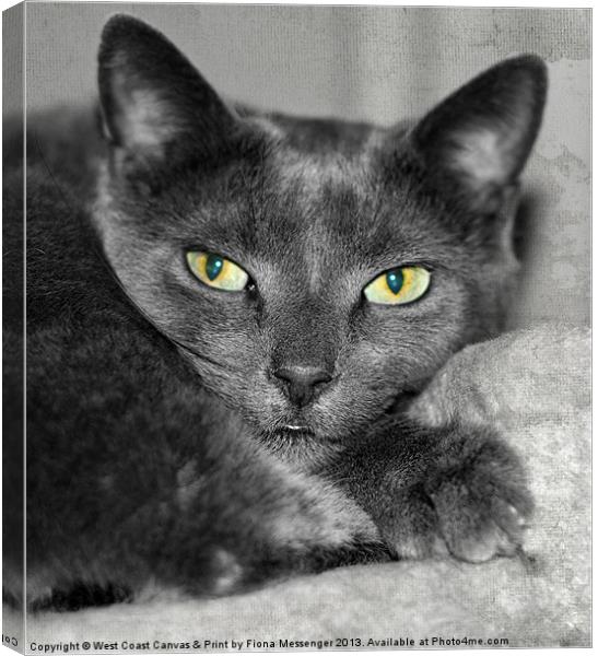 Cats Eyes Canvas Print by Fiona Messenger
