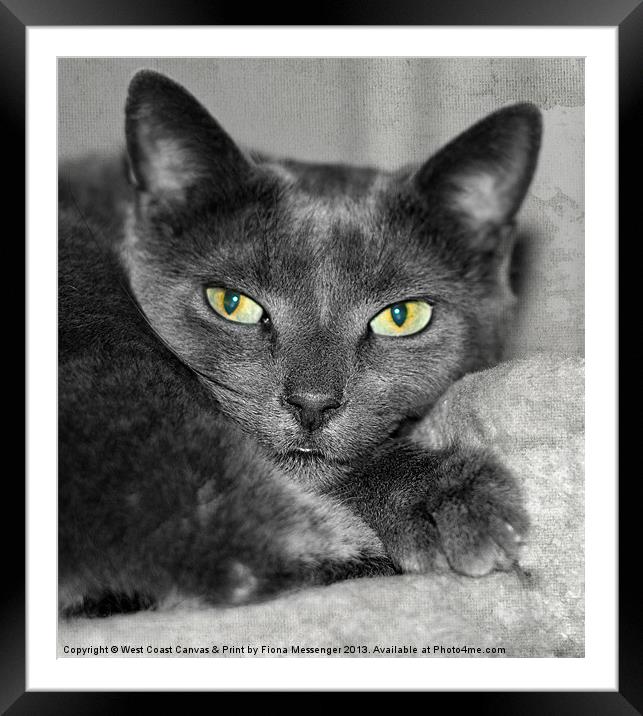 Cats Eyes Framed Mounted Print by Fiona Messenger