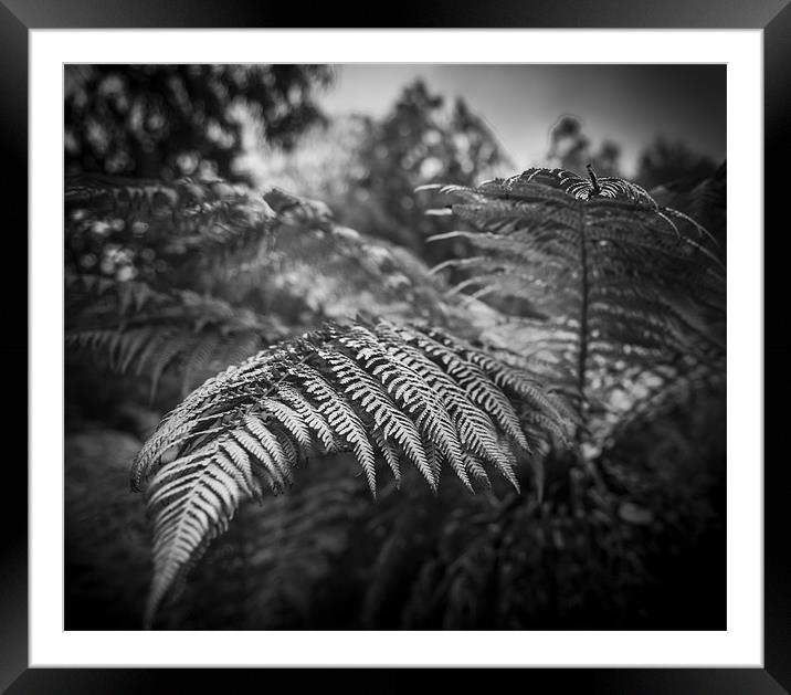 Mono Ferns Framed Mounted Print by Ian Johnston  LRPS
