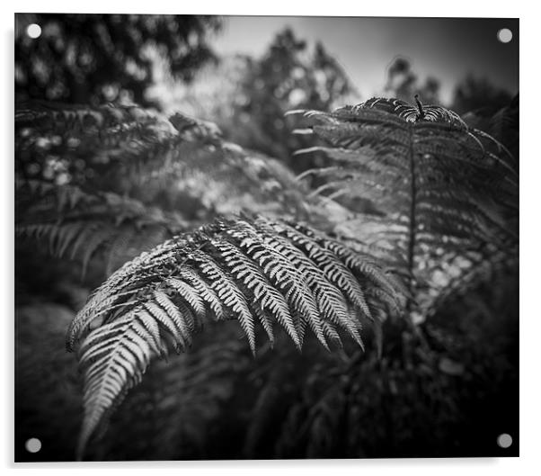 Mono Ferns Acrylic by Ian Johnston  LRPS