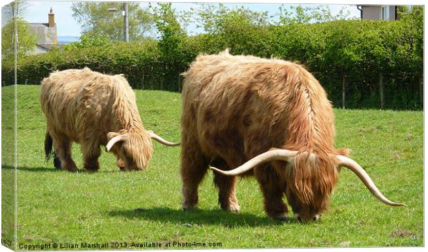 Highland Cattle. Canvas Print by Lilian Marshall
