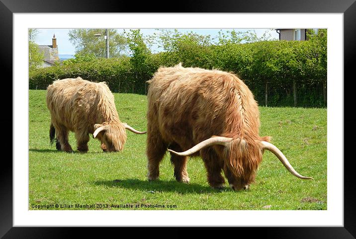 Highland Cattle. Framed Mounted Print by Lilian Marshall