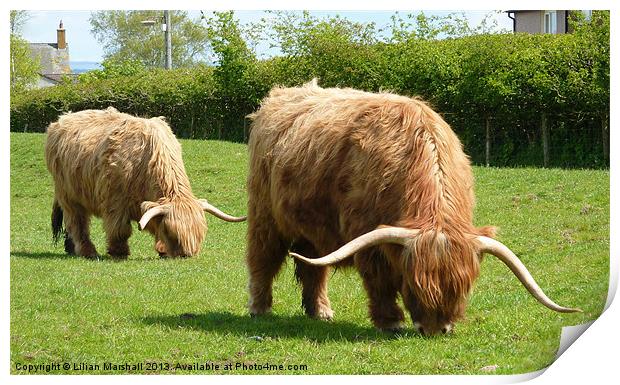 Highland Cattle. Print by Lilian Marshall
