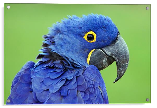 Hyacinth Macaw Acrylic by Ian Duffield