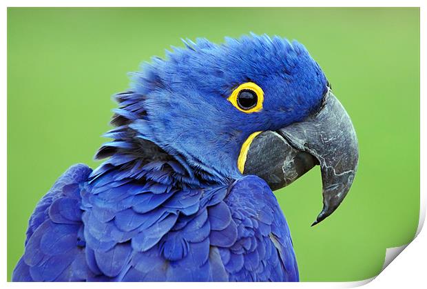 Hyacinth Macaw Print by Ian Duffield