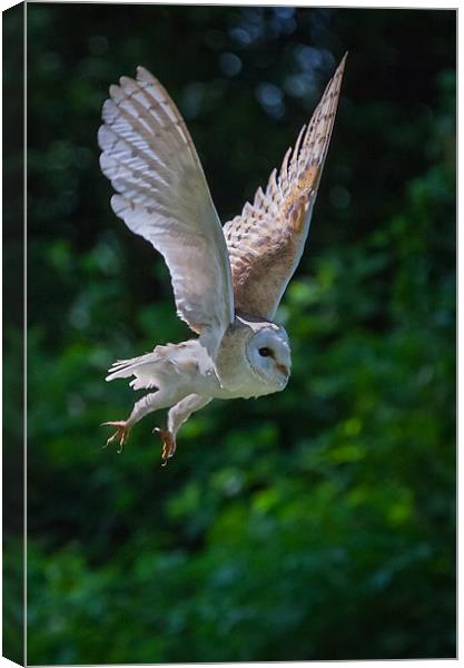 Barn Owl Passing Canvas Print by Ian Duffield