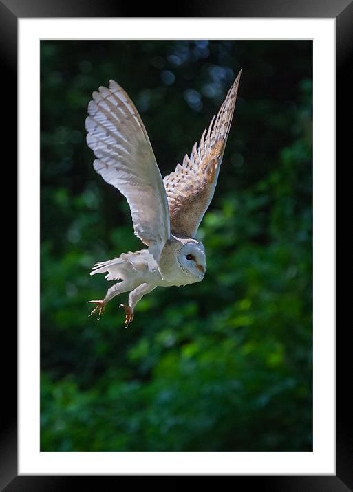 Barn Owl Passing Framed Mounted Print by Ian Duffield