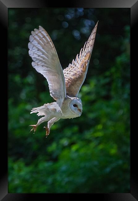 Barn Owl Passing Framed Print by Ian Duffield