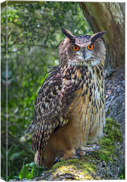 Eagle Owl Canvas Print by Ian Duffield