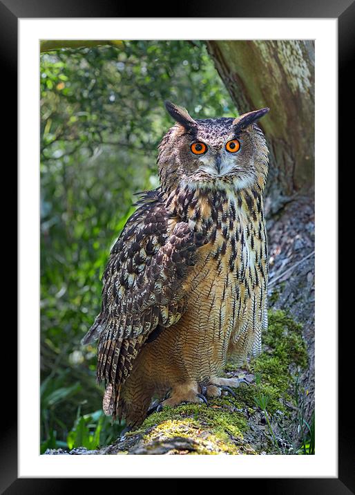 Eagle Owl Framed Mounted Print by Ian Duffield