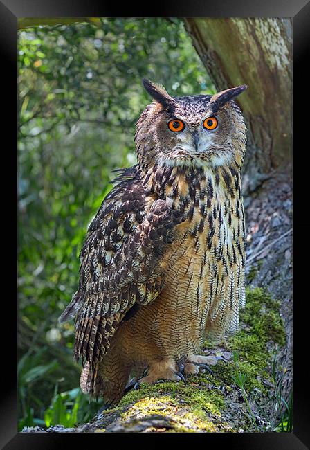 Eagle Owl Framed Print by Ian Duffield