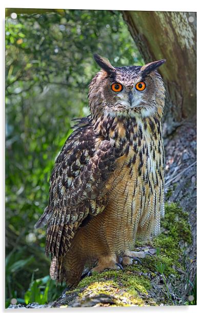 Eagle Owl Acrylic by Ian Duffield