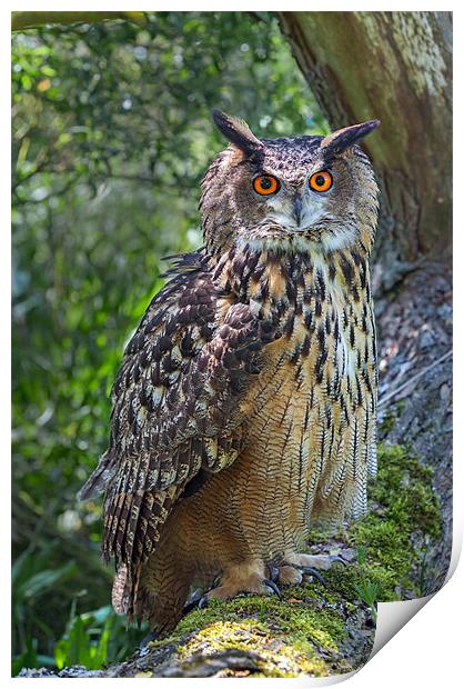 Eagle Owl Print by Ian Duffield