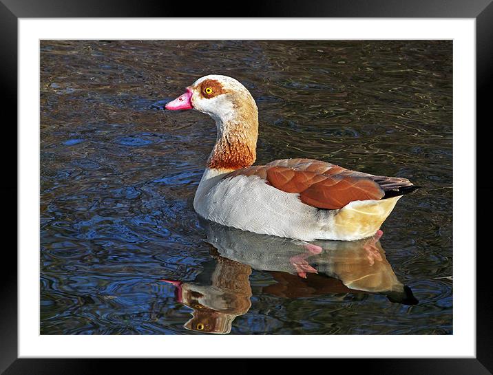 Egyptian Goose Framed Mounted Print by Ian Duffield