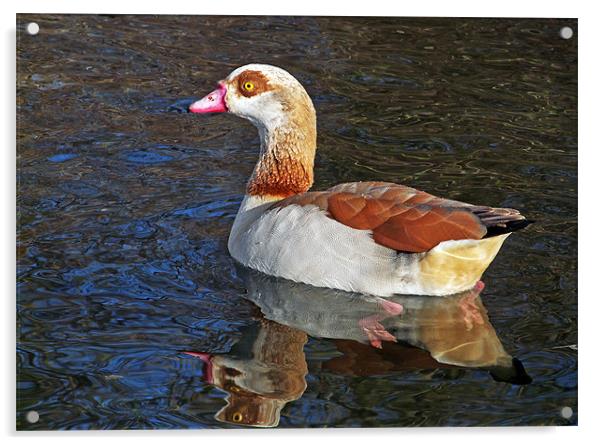 Egyptian Goose Acrylic by Ian Duffield