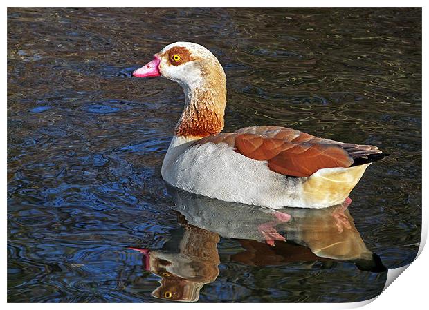 Egyptian Goose Print by Ian Duffield