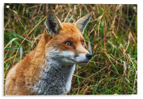 Fox watch Acrylic by Ian Duffield