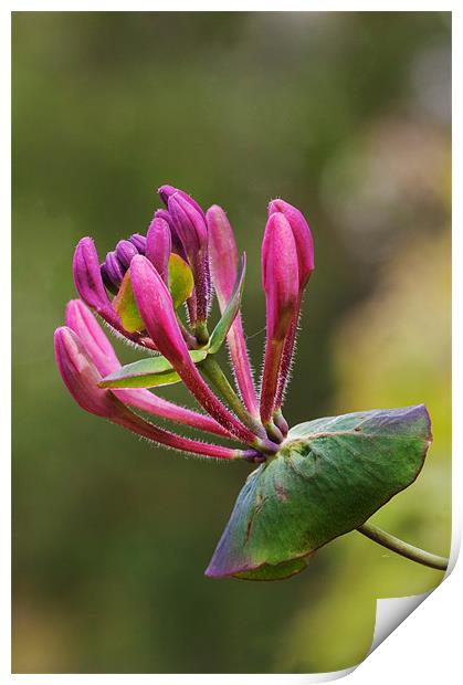 Honeysuckle Print by Ian Duffield