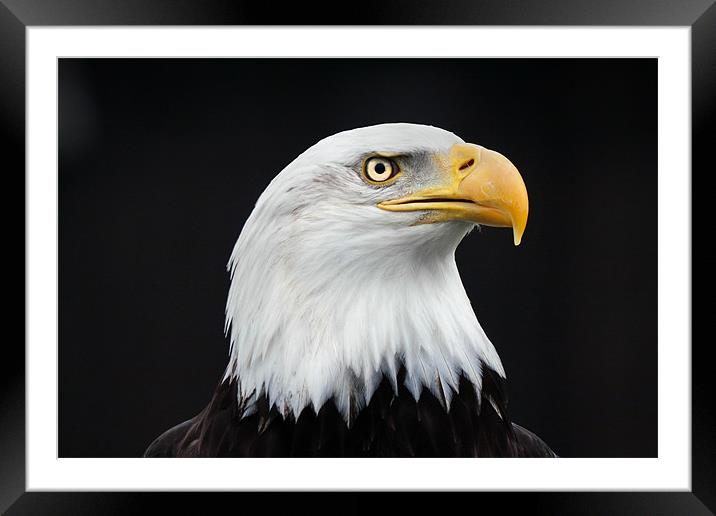 Majestic Bald Eagle Framed Mounted Print by Ian Duffield
