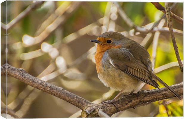 Spring Robin Canvas Print by Phil Tinkler