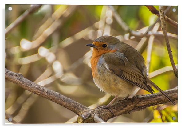 Spring Robin Acrylic by Phil Tinkler